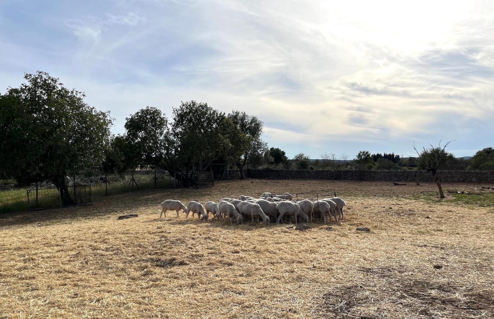 Finca Hotel Ses Cases Noves Sant Llorenc Des Cardassar Exterior foto